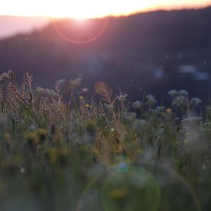 日本成人片免费播放网站
